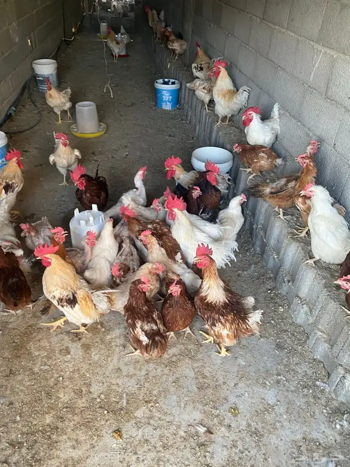 دجاج لهمان الماني 0