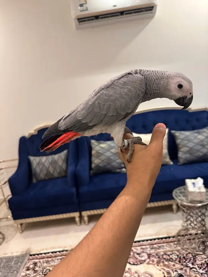 ببغاء كاسكو 5