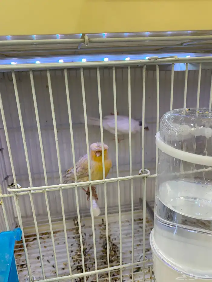 جوز كناري الانثى ستانيت عيون حمرا تحتها بيضتيني 0