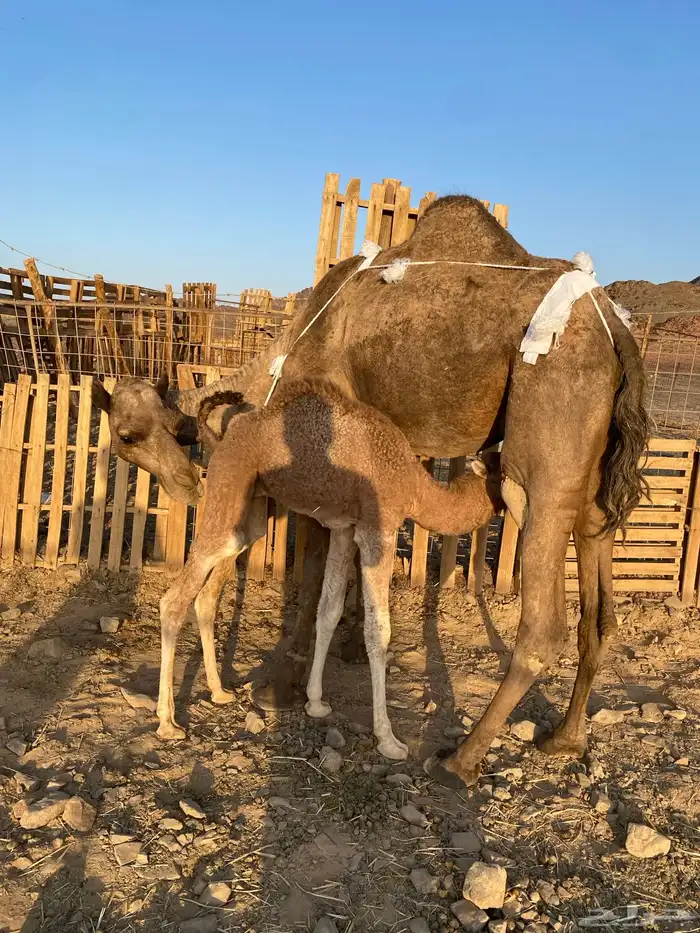 خلفه مصغر منيحه طيبه تحتها قعود طيب الحد9800تمم البيعع 0