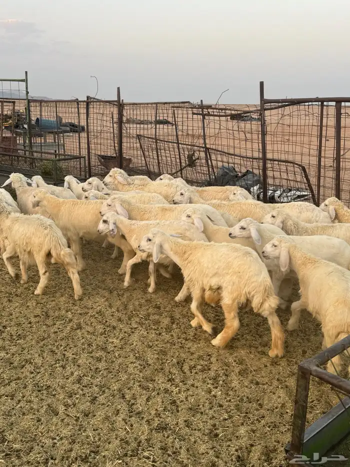 للبيع بهم حري 4