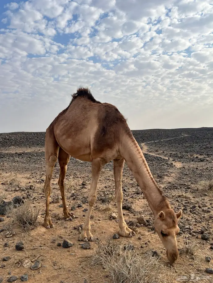 ناقه ضروبه 0