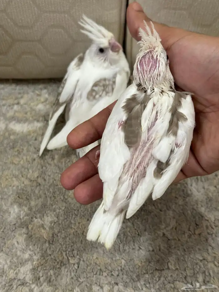 فروخ كروان هاف بايد 3