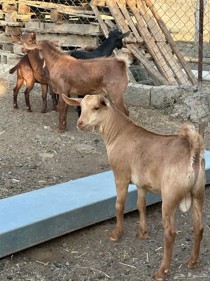 تيوس 6