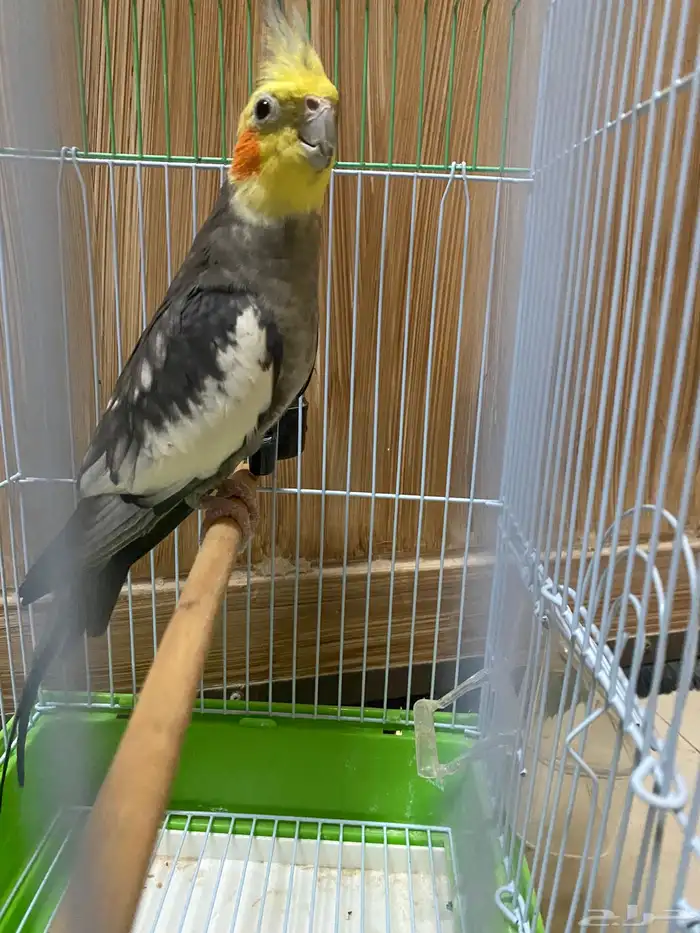 كروان ذكر تغريد 1