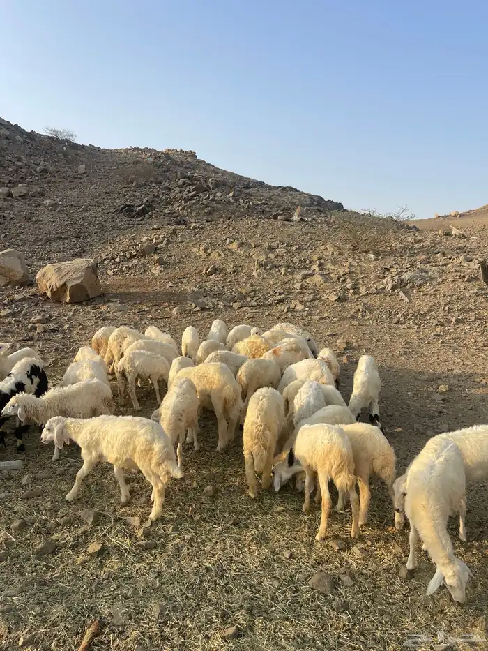 طليان ورخال 2