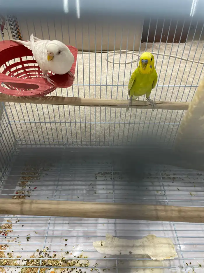 عصافير البادجي زوج 1