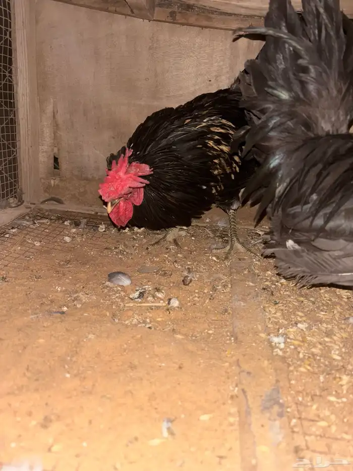 للبيع ديوك 6