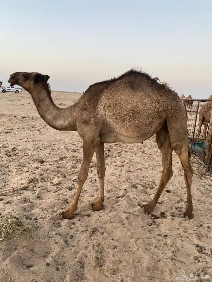 بكره حقه بريه ونظيفه ع الشرط 0