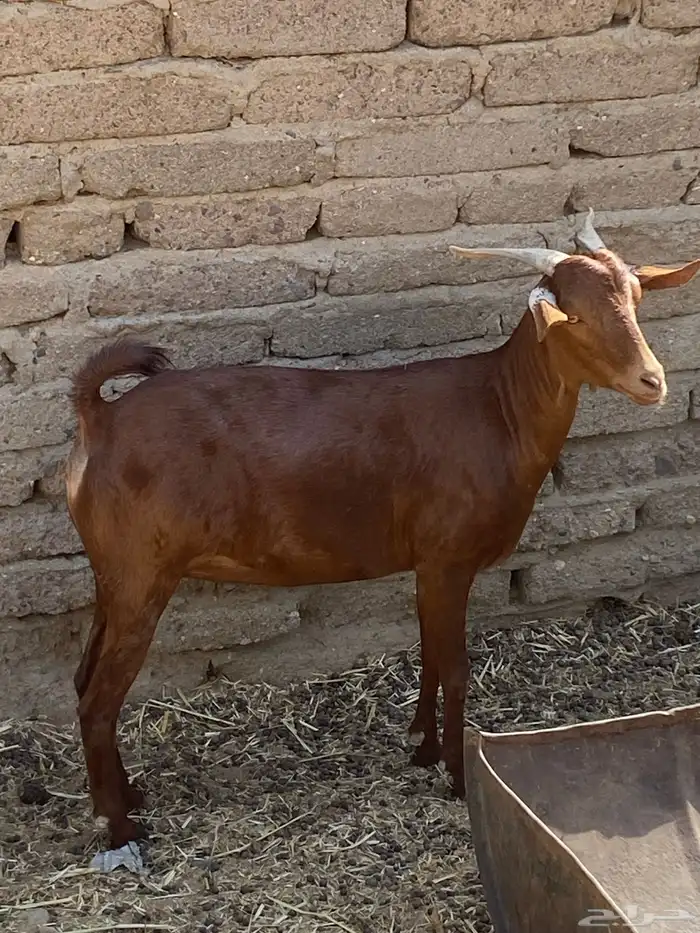 معز محايليه 0