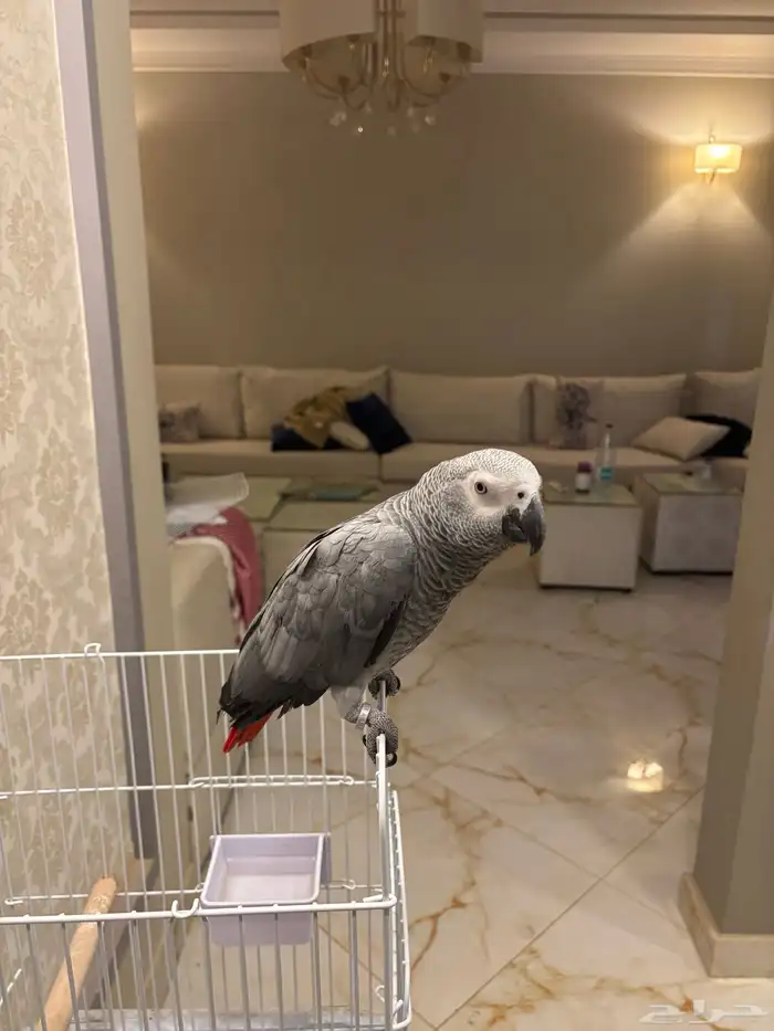 كاسكو أفريقي ثلجي فرخ 8