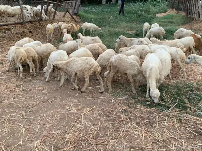 رخال بلدي 0