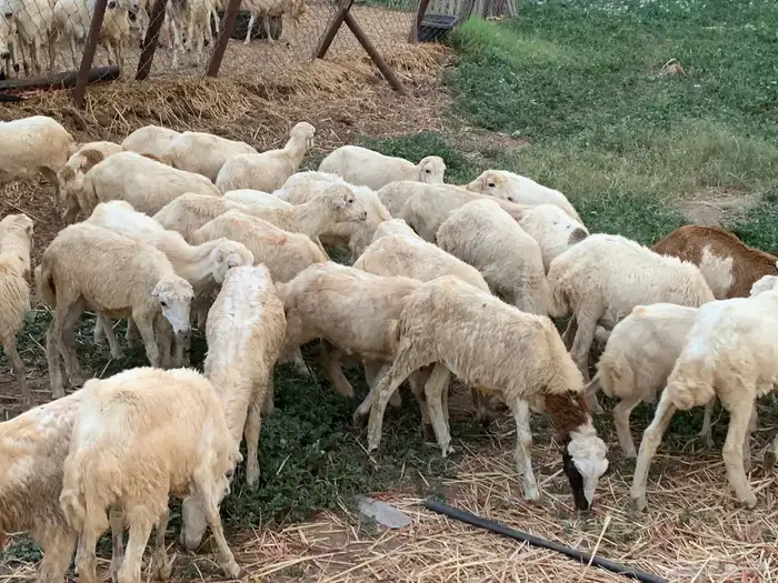 رخال بلدي 4