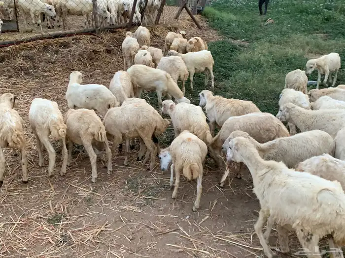 رخال بلدي 7
