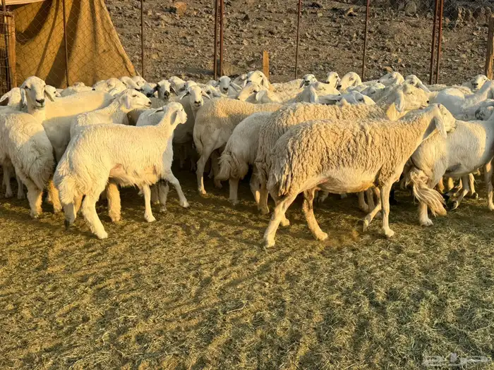 حرش مراح وصغار سن 2