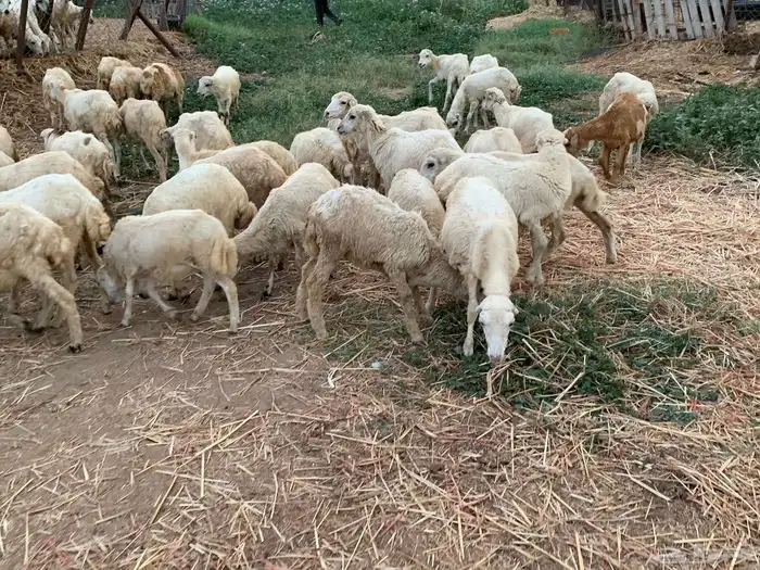 رخال بلدي 1