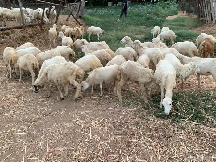 رخال بلدي 2
