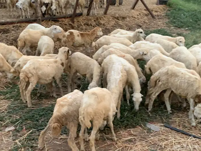 رخال بلدي 6
