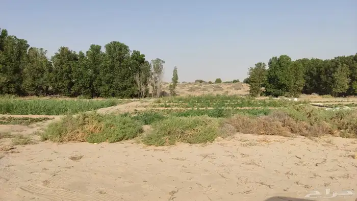 مزرعه علان 9 شمال مليجه قريب من الشارع العام 4