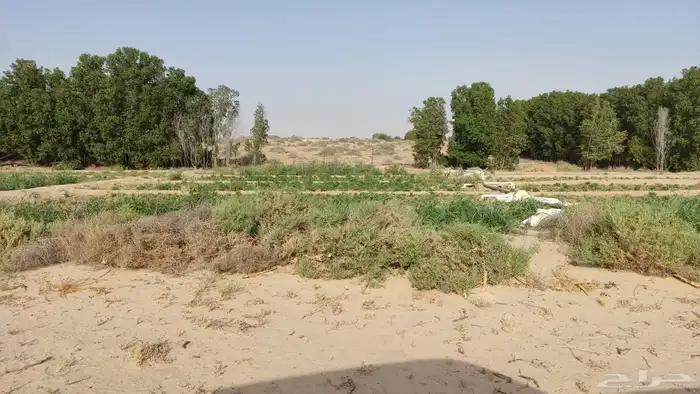 مزرعه علان 9 شمال مليجه قريب من الشارع العام 6