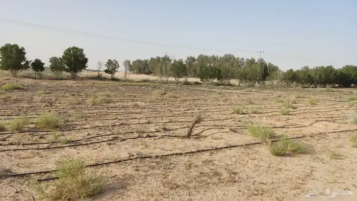 مزرعه علان 9 شمال مليجه قريب من الشارع العام 2