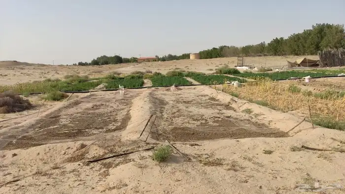 مزرعه علان 9 شمال مليجه قريب من الشارع العام 8