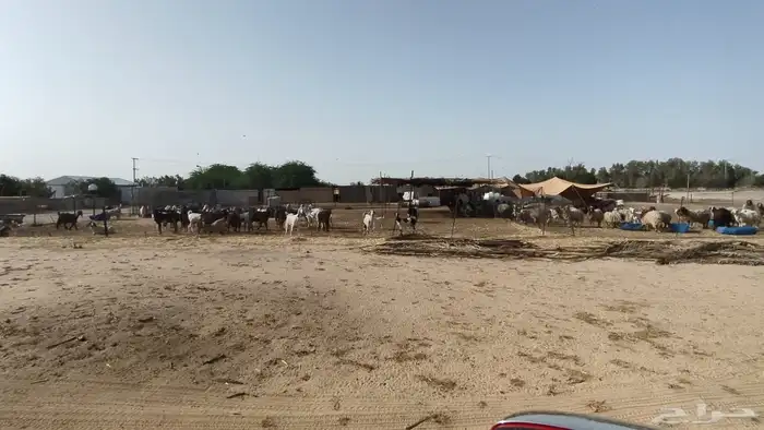 مزرعه علان 9 شمال مليجه قريب من الشارع العام 9