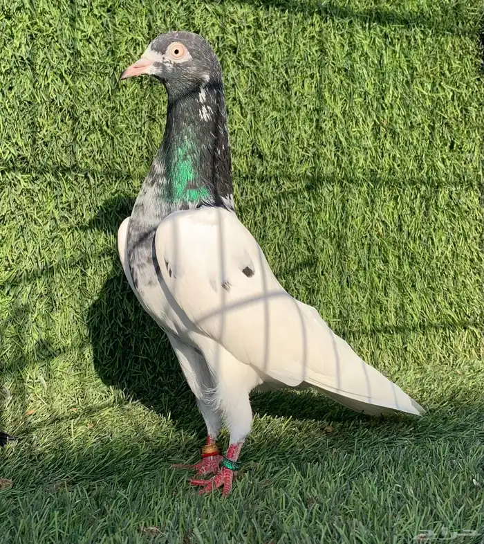 انثى تيدي Top 0