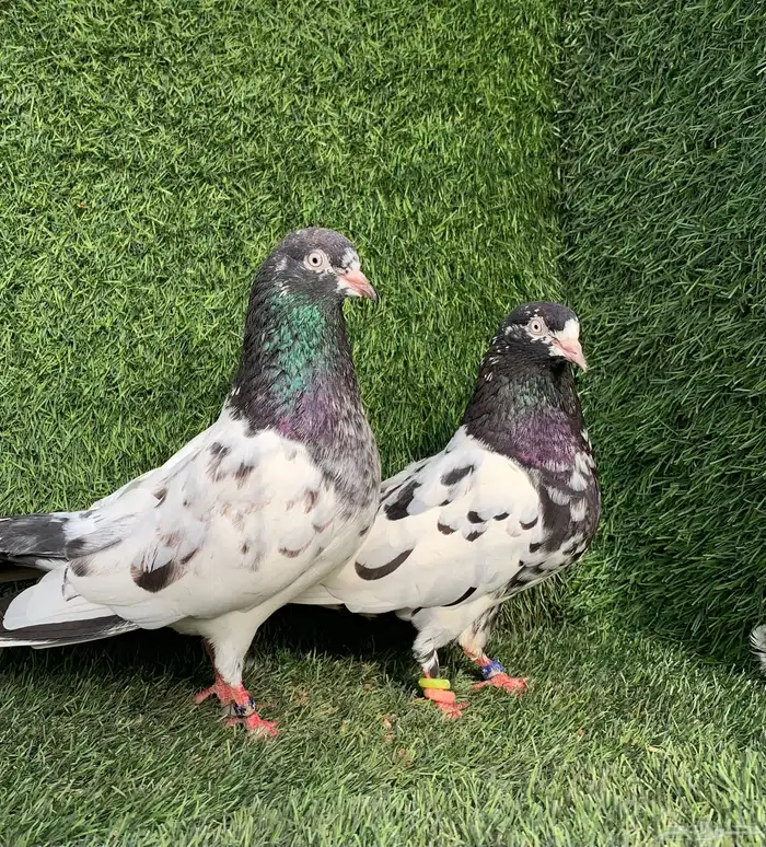 زوج رام بعياله 0