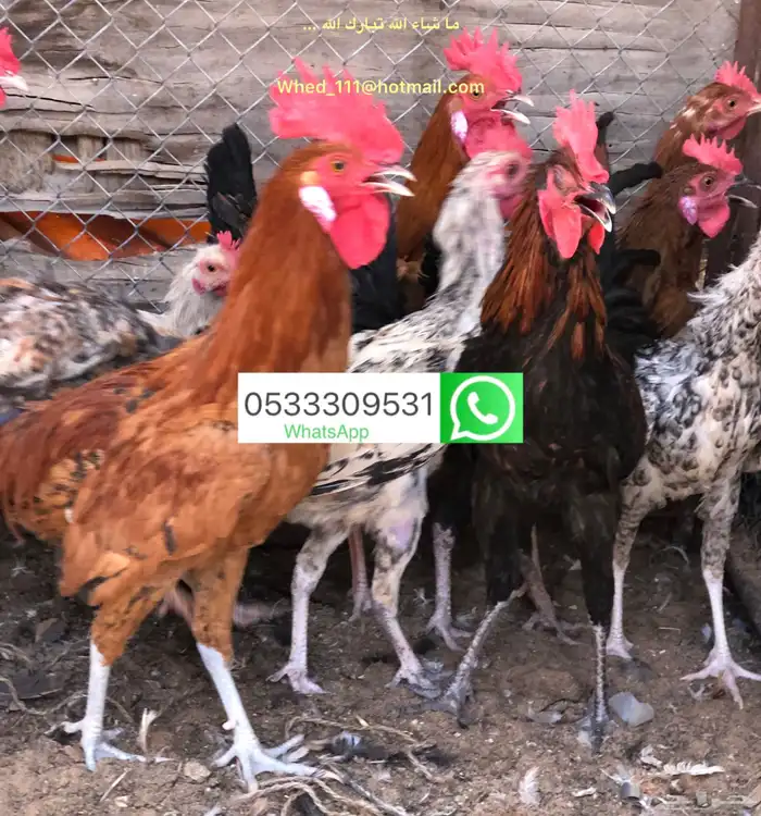 ديوك بلدي 23 حبة عنيزة 10 الى 9 شهور 8