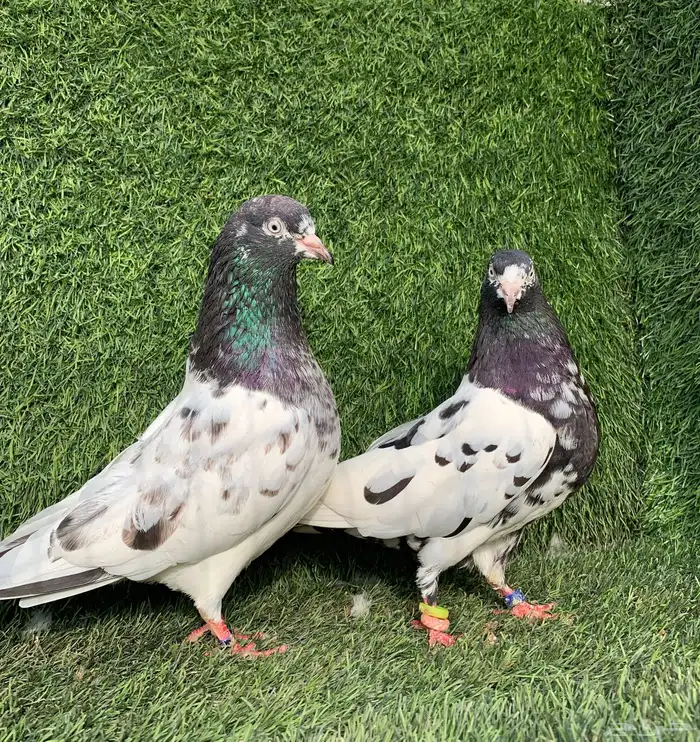 زوج رام بعياله 2