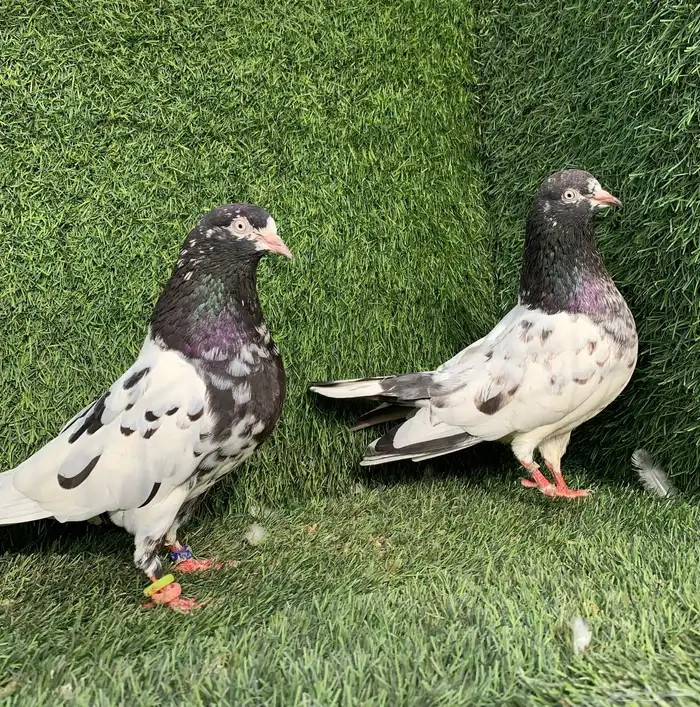 زوج رام بعياله 1