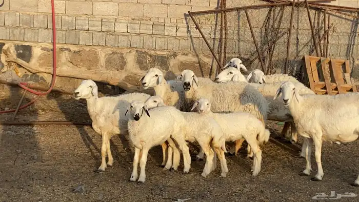 ضان حريات حرش ولد 10