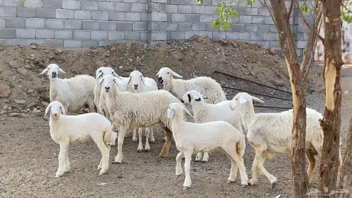 ضان حريات حرش ولد 8