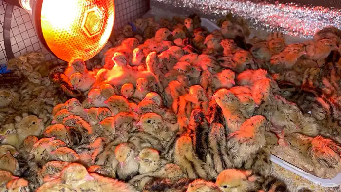 فروخ سمان بريال 2
