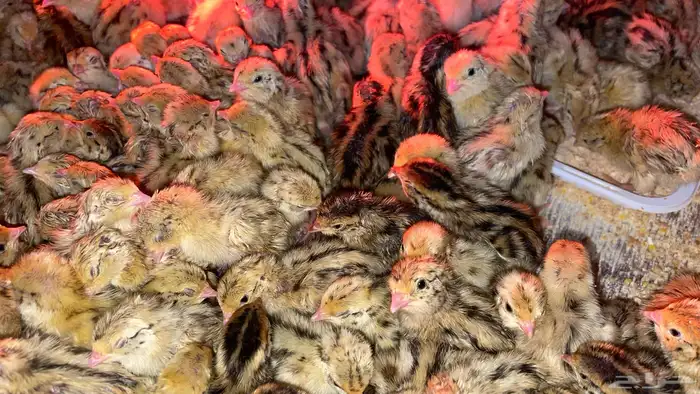 فروخ سمان بريال 1