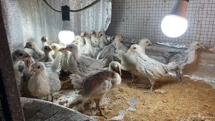 فروخ فيومي 4