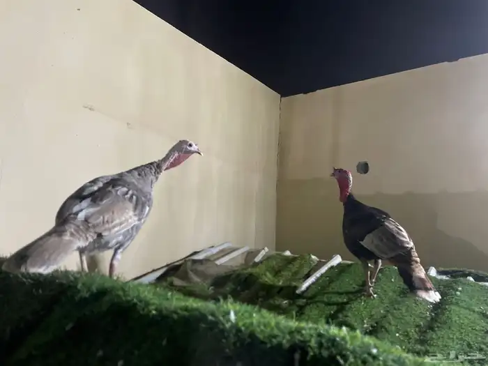 دجاج رومي للبيع شامل الذبح والتوصيل جدة 1