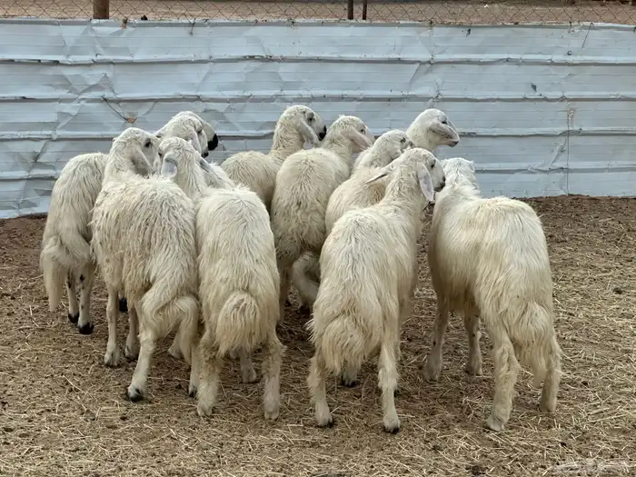 تسعه خرفان ورخل صفر نجران 0
