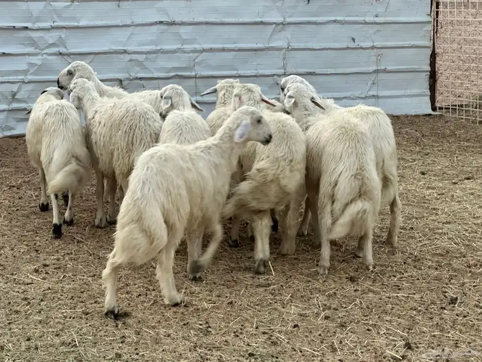 تسعه خرفان ورخل صفر نجران 3