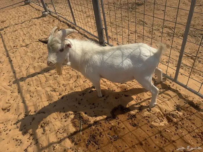 تيس قزمي تشيكي دم صافي اصل 1