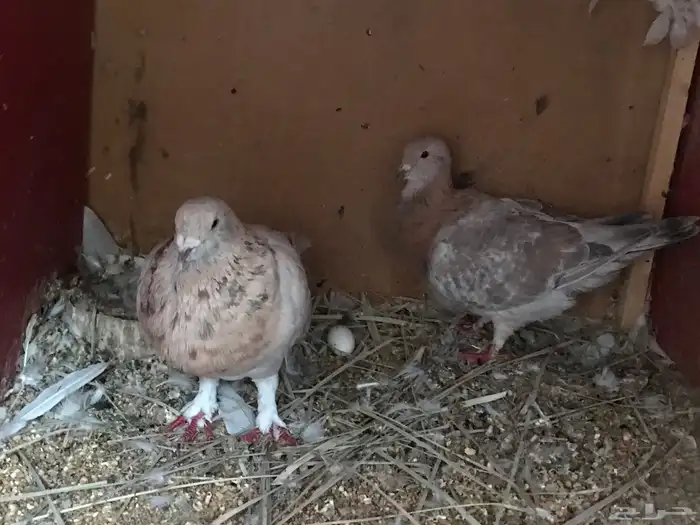 زوجين سوري بربري 2