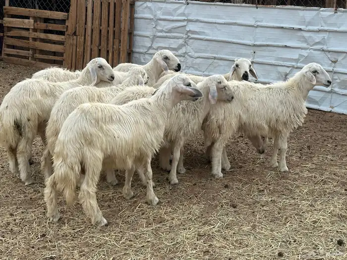 تسعه خرفان ورخل صفر نجران 1