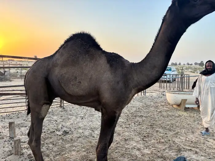 قعود للبيع 4