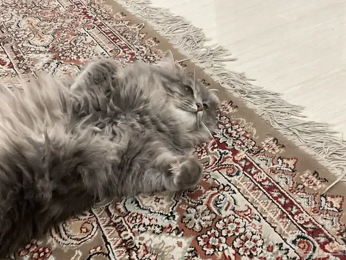 قطوه لتبني 0