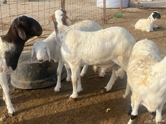 طليان دمازين سواكني 2