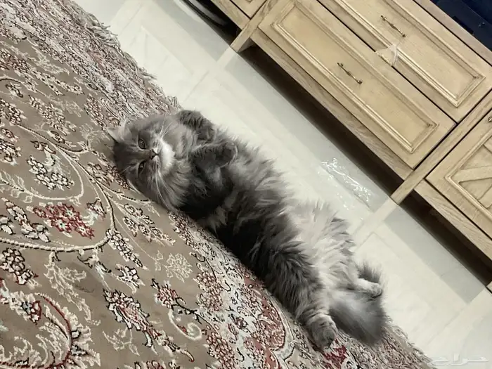 قطوه لتبني 3