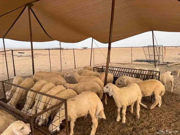 طليان حريه طيبه عدد 29 راس 4