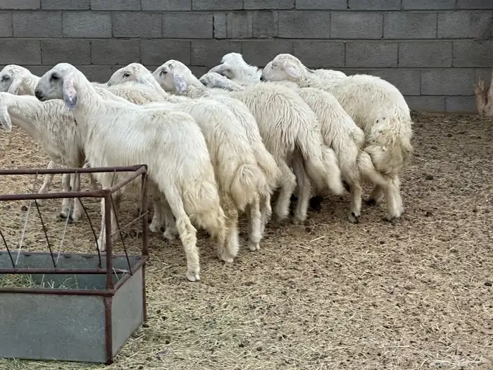 تسعه خرفان ورخل صفر نجران 4