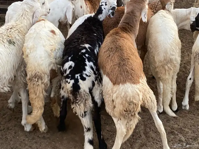 طليان دمازين سواكني 6